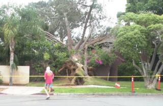Tree said to be about 150 years old topples onto Coronado home