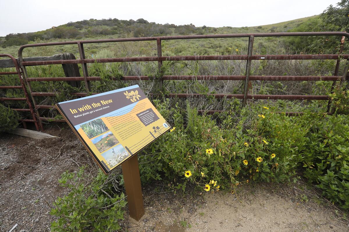 An interpretive sign, title "In with the New," describes restoration efforts at the Bommer Canyon Nature Garden.