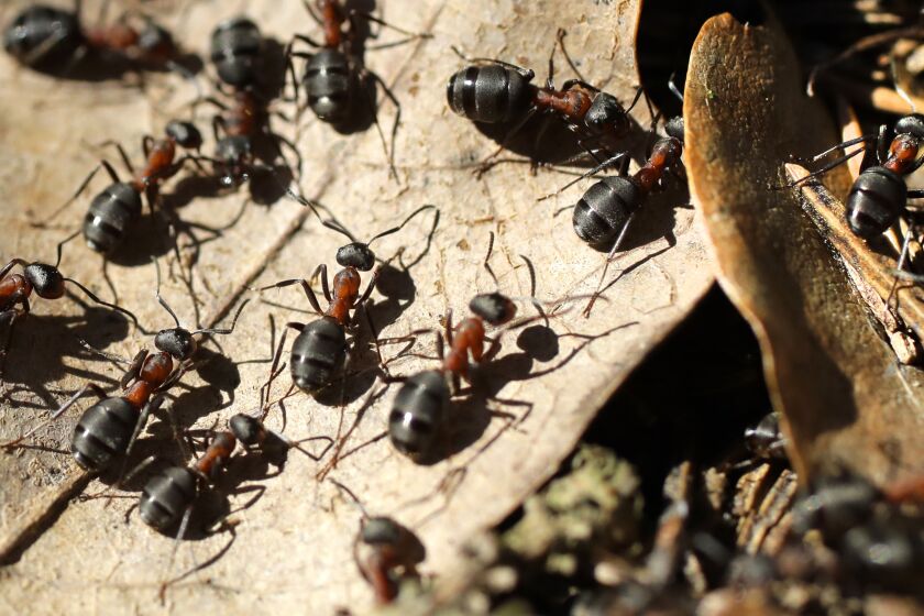 Ants make their way on surface of an anthill in the forest near the Logoisk, 40 km (25 miles) north of Minsk, Belarus, Tuesday, April 4, 2017, during a spring sunny day. (AP Photo/Sergei Grits)