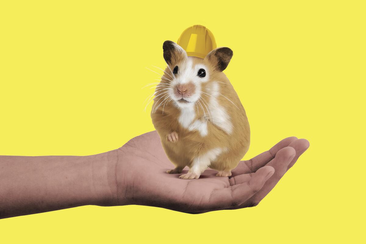 Illustration of hamster with a hardhat on