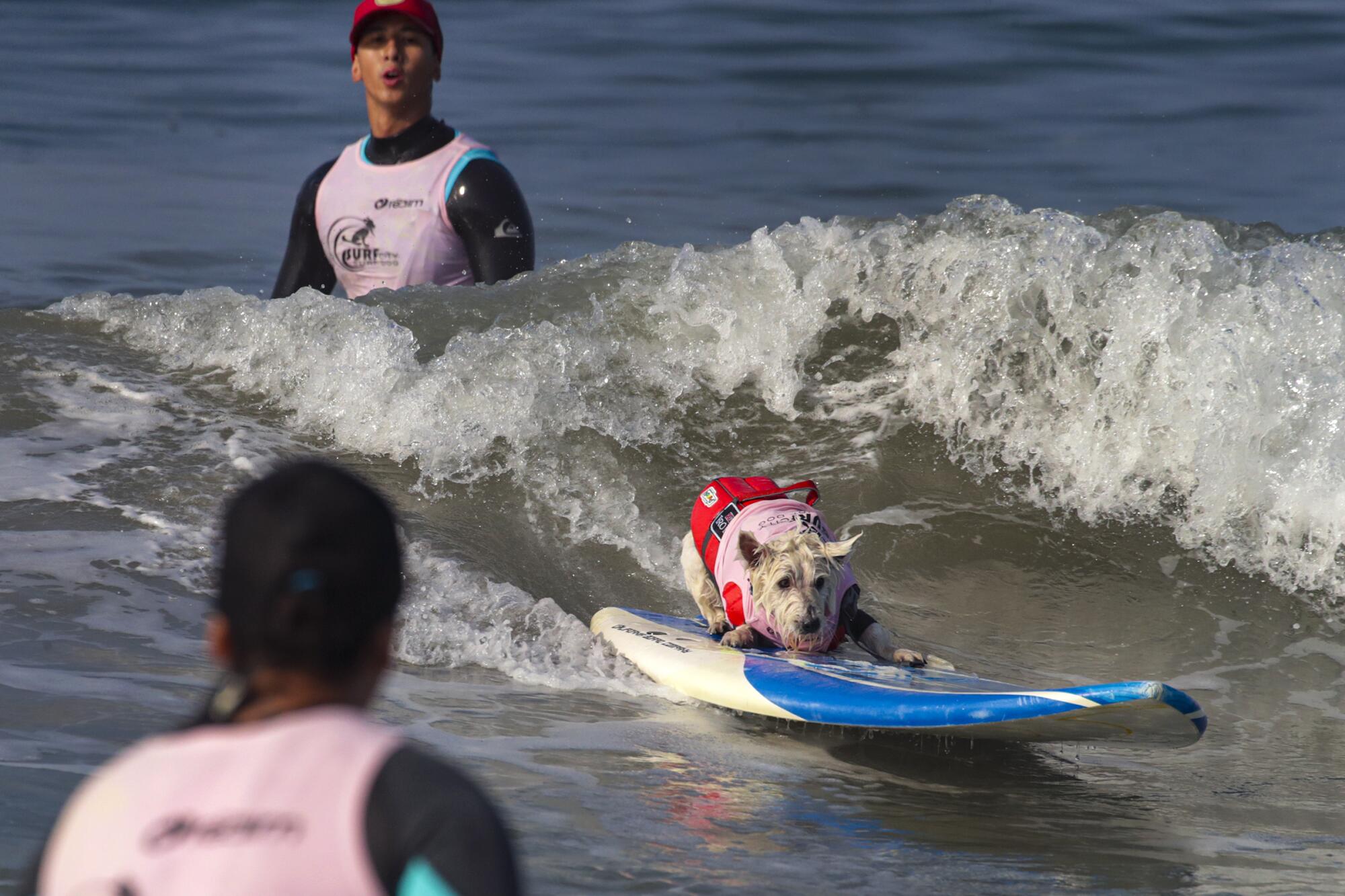 Migz Berenguel watches as Petey, a West Highland terrier, rides a wave.