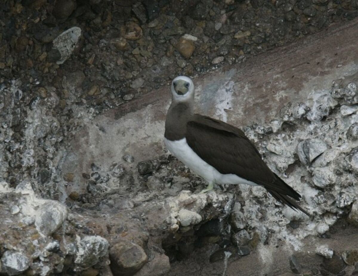A blue-footed booby was seen on the face of an island cliff. — John Gibbins / Union-Tribune
