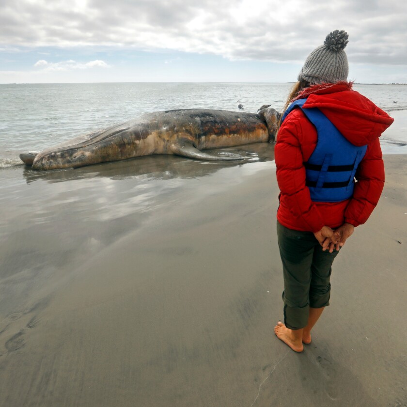 A woman looks at a dead gray whale that washed ashore.