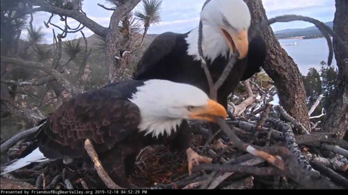 The pair bond by working together to build up the nest.