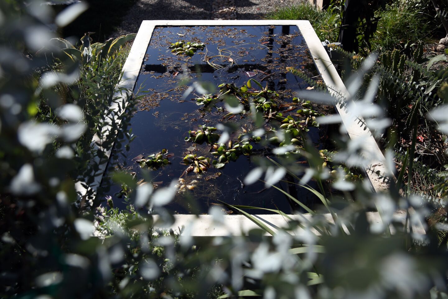 A fish pond filled with waterlilies is a refuge for ducks, birds and kids.