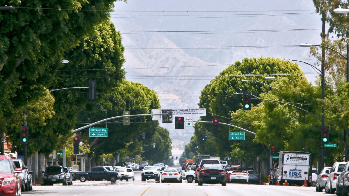 Ficus trees are lined up along the 3500 block of Magnolia Boulevard in Burbank.