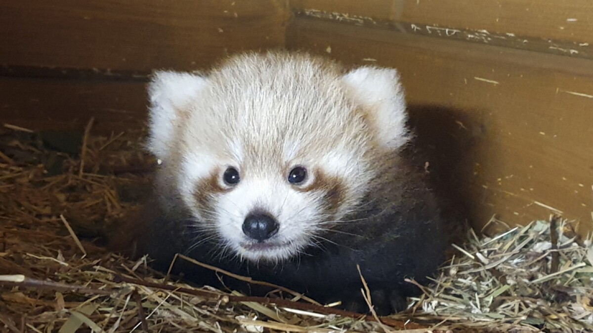 Red Panda Born In Berlin As Part Of Global Breeding Program Los Angeles Times