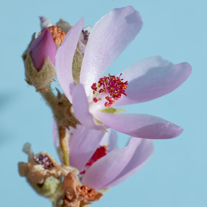 A closeup of a pink flower with five petals 