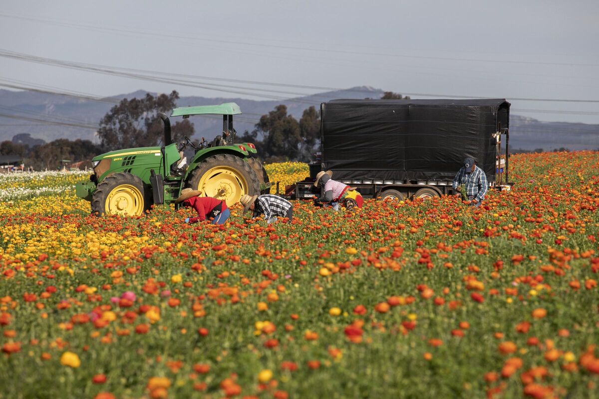 Field workers harvested ranunculas from the Flower Fields east of Interstate 5 in Carlsbad on Friday February 28, 2020.