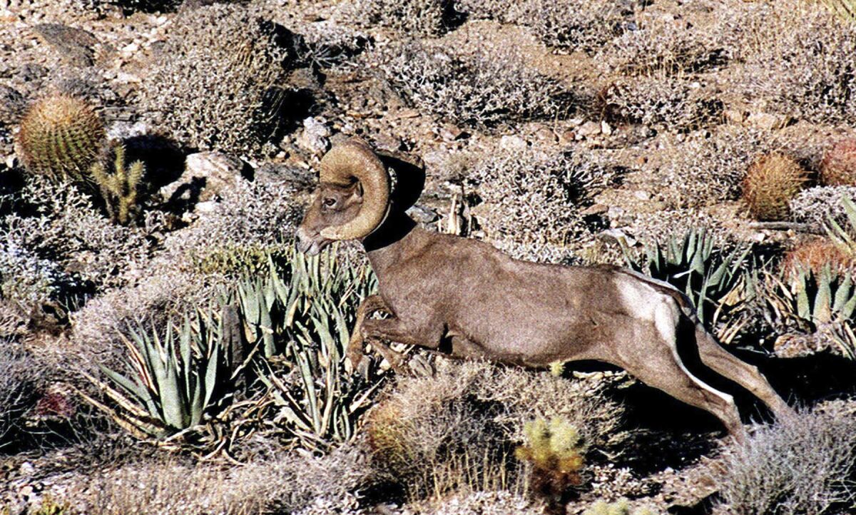 FILE - In this Oct. 20, 1999, file photo, a Peninsular bighorn sheep runs along a mesa in Anza-Borrego State Park in Southern California. An annual count of bighorn sheep scheduled for this July 4th weekend in a Southern California desert was canceled after a volunteer died while preparing for the excursion amid scorching heat. The Union-Tribune says the tally in Anza-Borrego Desert State Park typically draws dozens of volunteers who collect information for scientists monitoring the health of sheep. (John Gibbins/The San Diego Union-Tribune via AP, File)