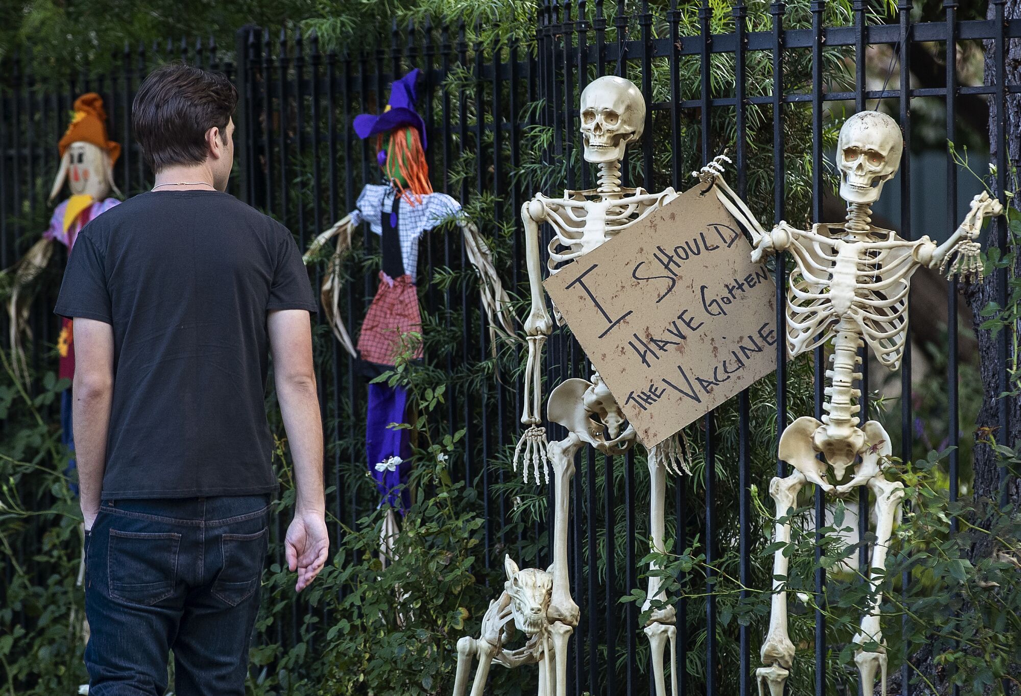 A pedestrian looks at skeletons holding a sign that reads "I should have gotten the vaccine" outside a home in Sherman Oaks