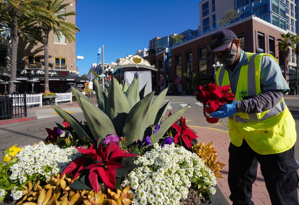Jorge Barragan with Downtown San Diego Partnership adds poinsettias to garden boxes in the Gaslamp Quarter.