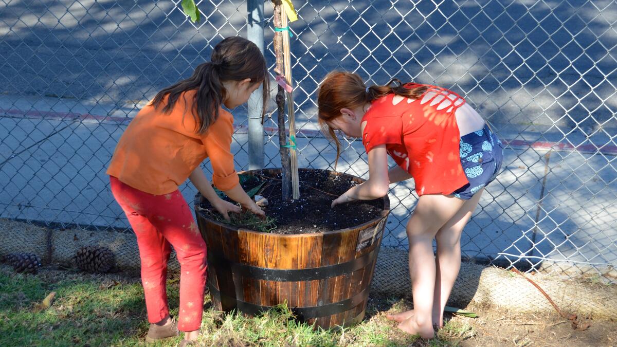 Anicca Singh, left, and Anabelle Soltz dig for worms as part of a garden project at Sycamore Creek Community Charter School, which opened in September in Huntington Beach.