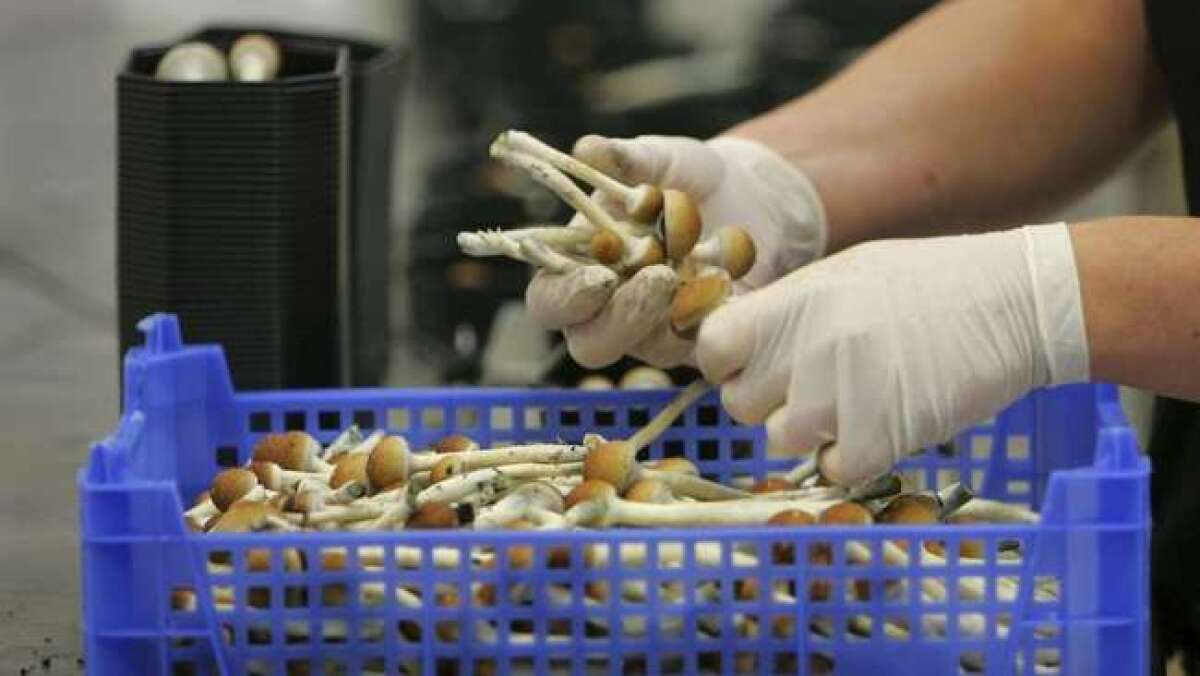 Decriminalizing the use of hallucinogenic mushrooms, also known as psilocybin, could be placed on the 2018 ballot.