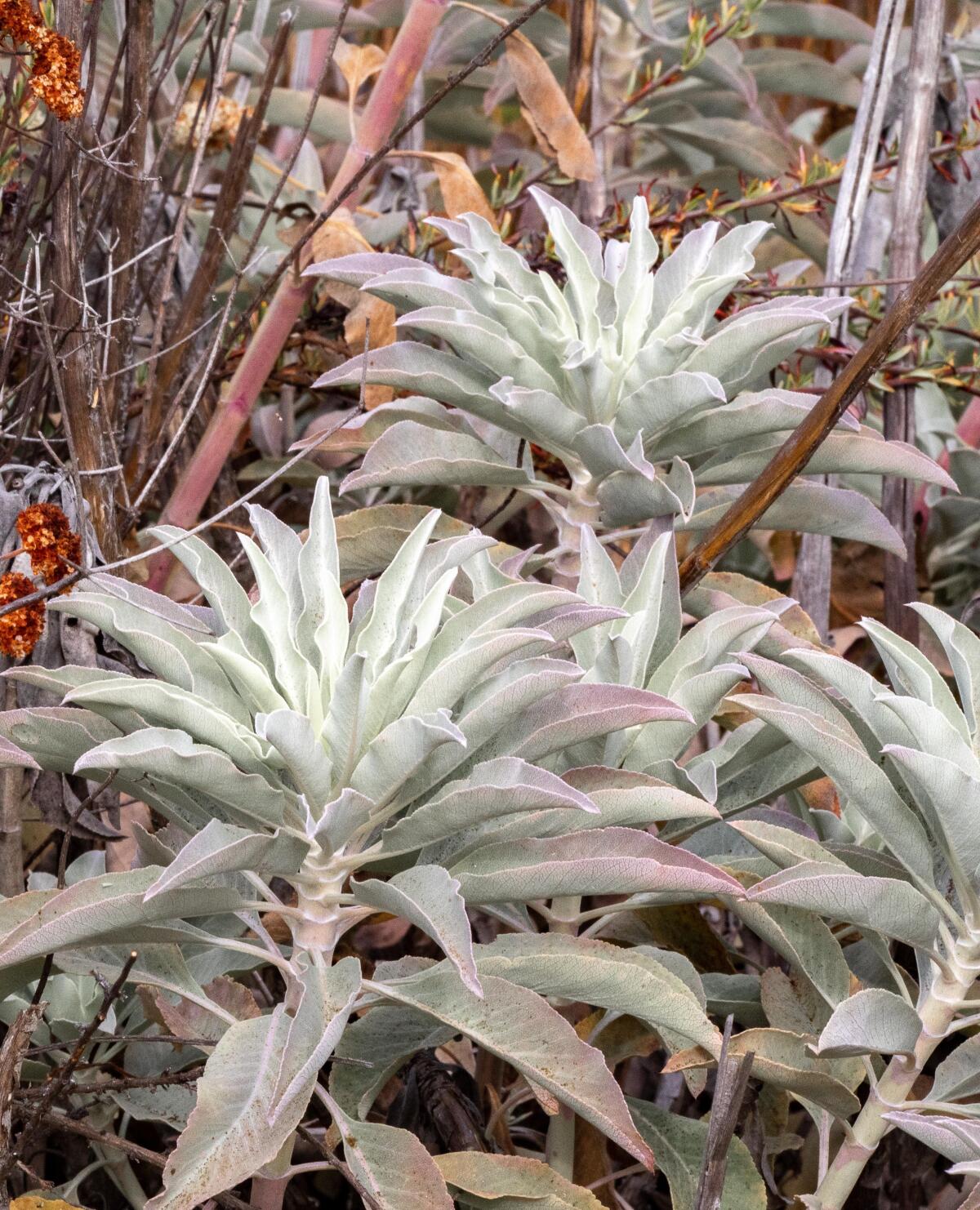 A closeup of white sage plants growing in the wild