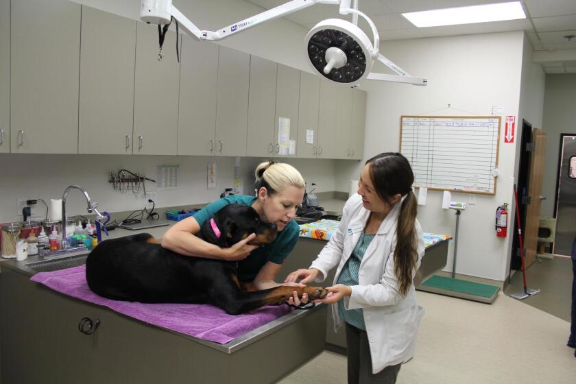 Veterinary assistant Kate Tobin and Dr. Briah Tannler with Kaya at Torrey Pines Animal Hospital.