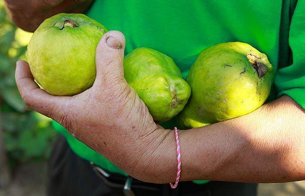 Tropical fruit grown in the Central Valley