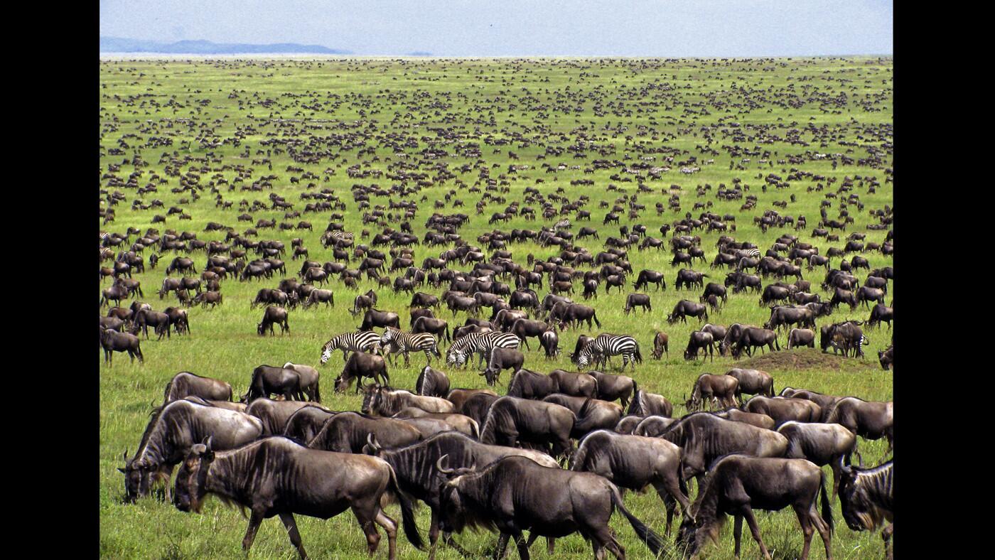 Wildebeests and some zebras travel during the annual great migration in the Serengeti.