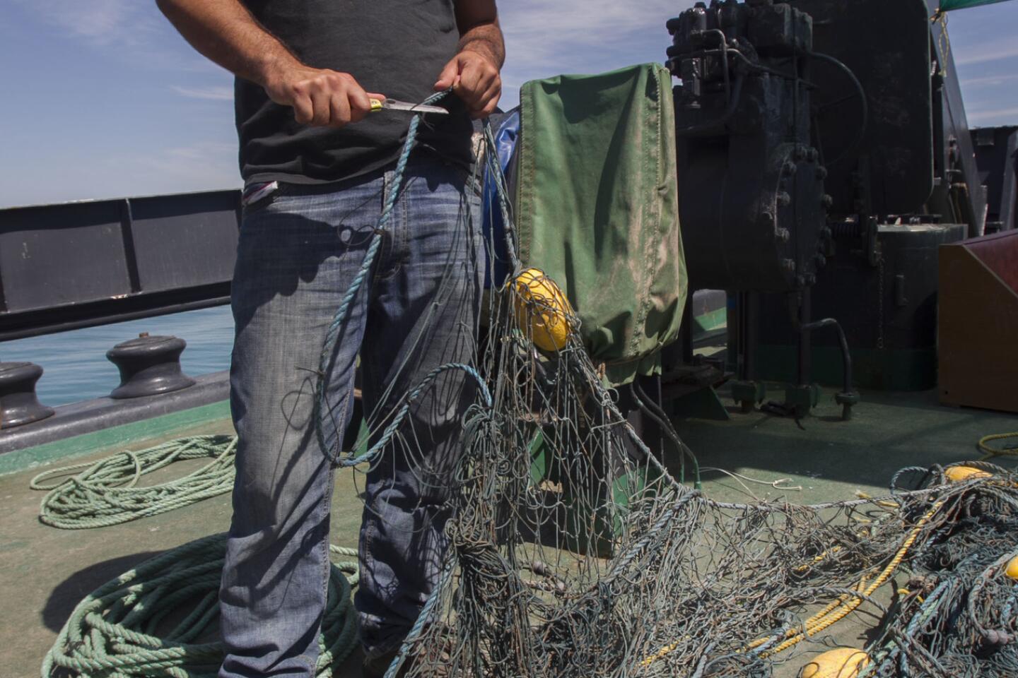 Mexican vaquita porpoise pushed toward extinction by illicit fish