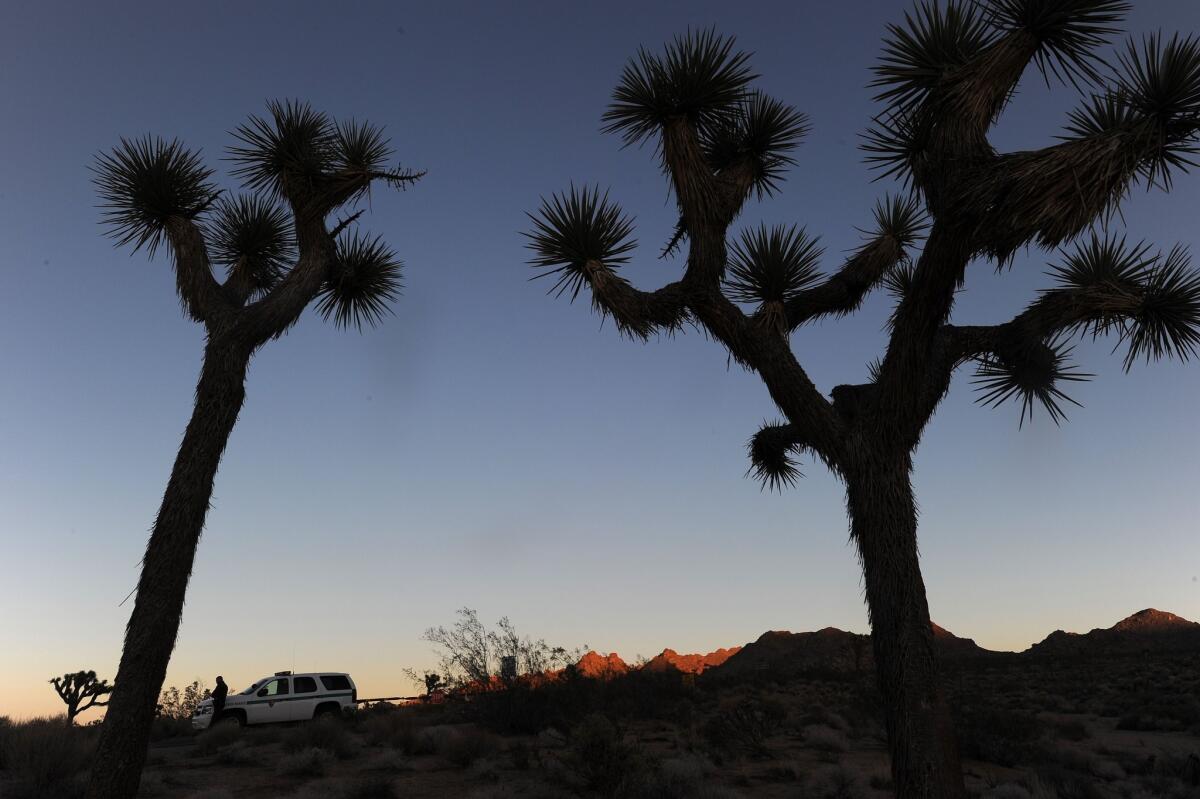Park Ranger Dylan Moe stands guard as the sun sets at the entrance to Joshua Tree National Park. Officials announced Thursday that the park reopened in time for what is typically its busiest season.