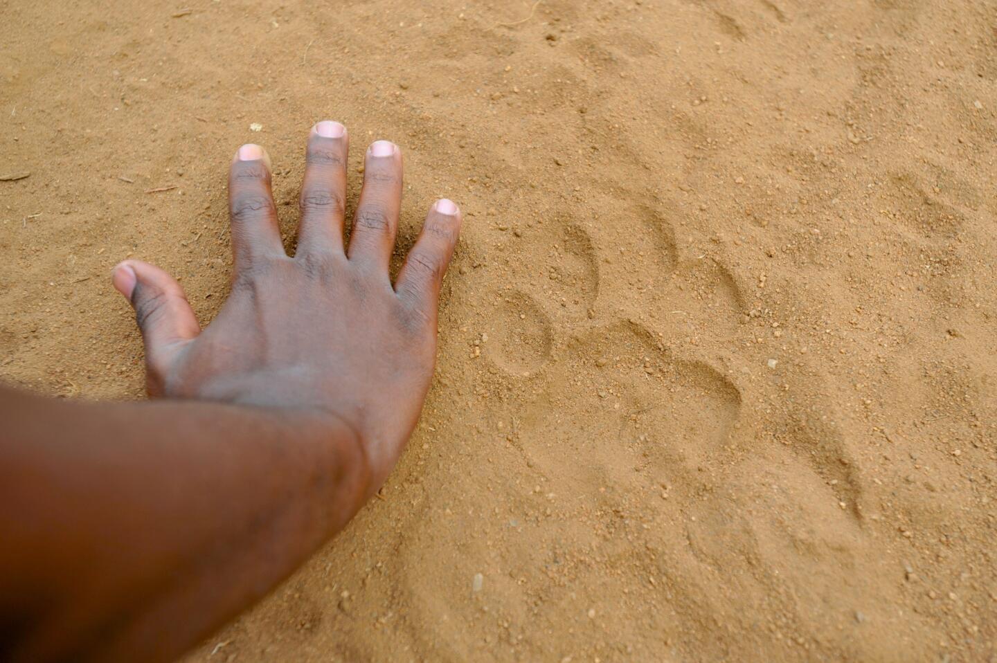 Lion tracks