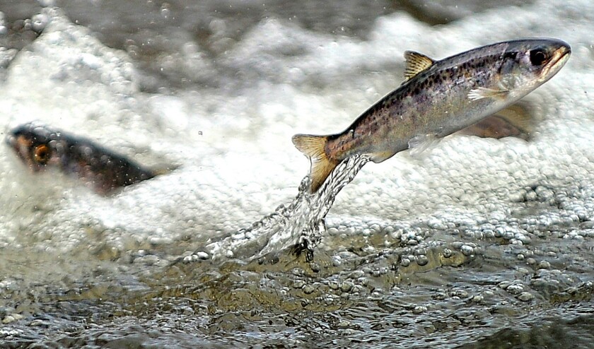 A chinook salmon leaps from the water.