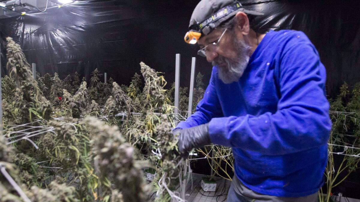 Steve Moya cuts down marijuana plants at OutCo, a marijuana growing facility in unincorporated El Cajon.