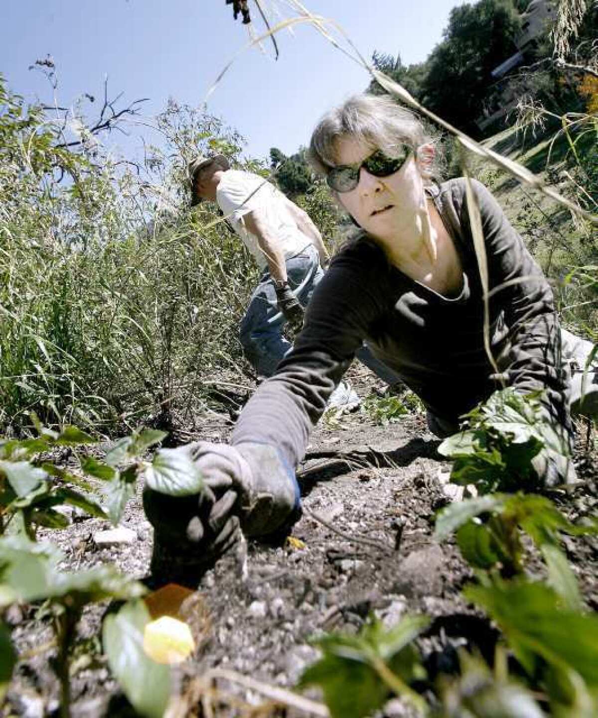Althea Edwards of La Crescenta helps remove invasive non-native Castor bean plants on a hillside at the Rosemont Preserve during volunteer clean up day at the La Crescenta open space. About 15 volunteers came out to help remove invasive plants.
