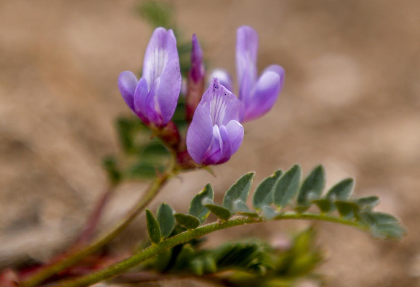 Wildflowers begin to emerge along the South Rim at Mojave Point on March 11, 2015.