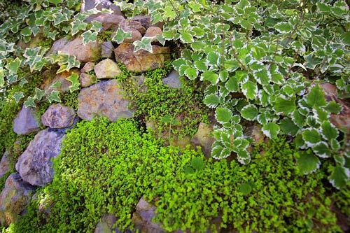 Malibu Garden