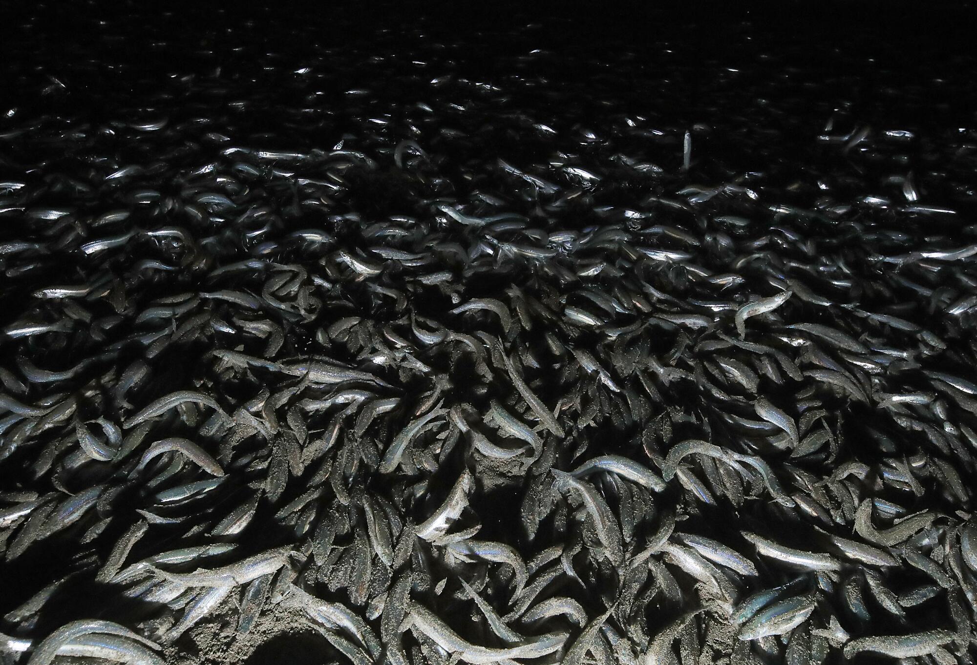 A mass of grunion washed ashore