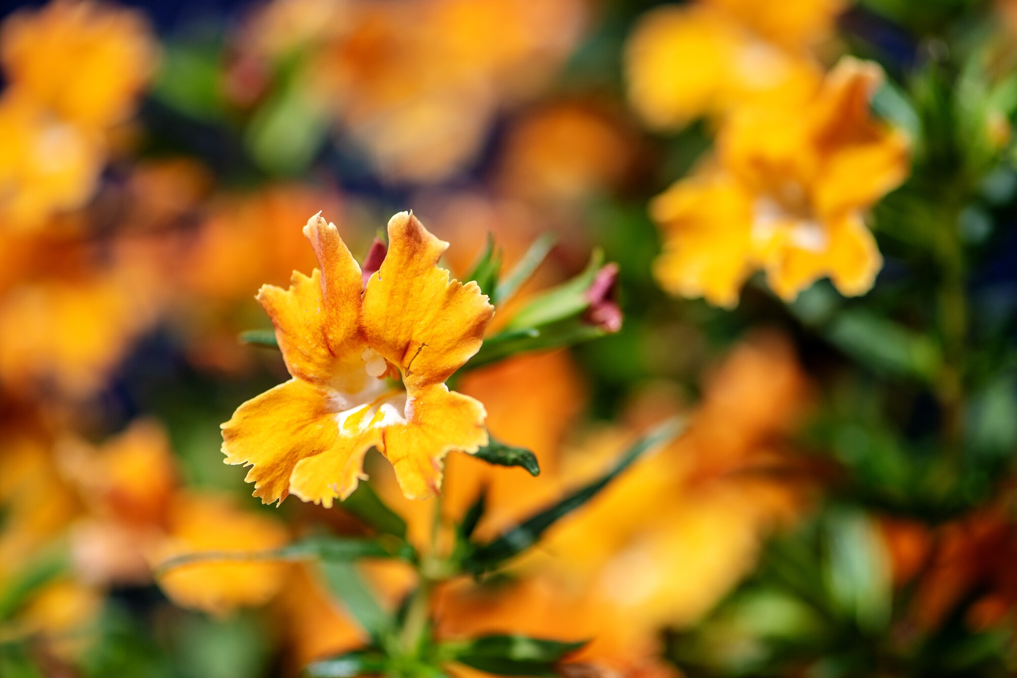 Monkeyflowers 