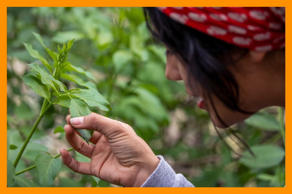 Andrea Jimenez, in red headscarf, inspects a plant at Hahamongna Watershed Park.