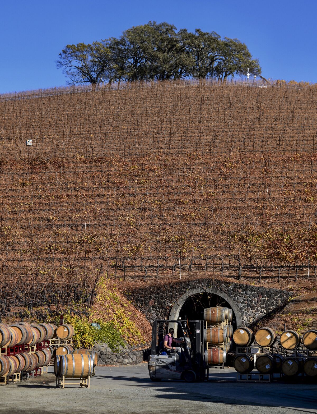 Kunde Family Winery in Kenwood, Calif., stores its barrels in a cave dug out beneath a hill, upon which are some of its vineyards.
