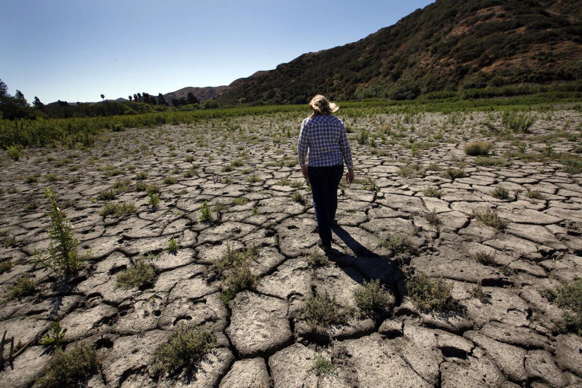Cindy Lazaris of the Catalina Island Conservancy walks along cracked earth that used to form the bottom of the Thompson (Middle Ranch) Reservoir, which has shrunk to a level which may cause the city of Avalon to cut its water usage by 50%.