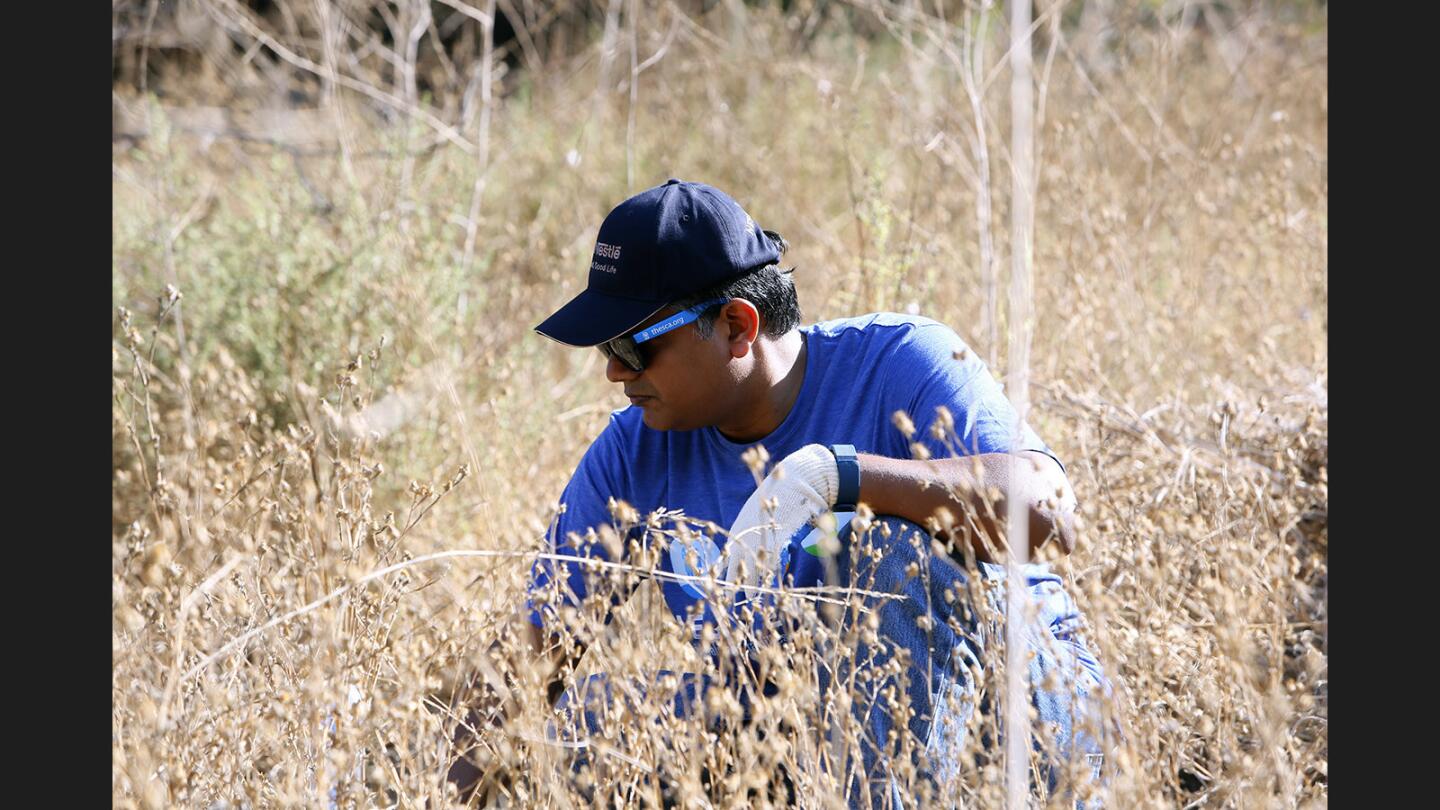 Photo Gallery: Volunteers remove invasive plant species during the Nestle and SCA Habitat Restoration Project at Debs Park in Los Angeles