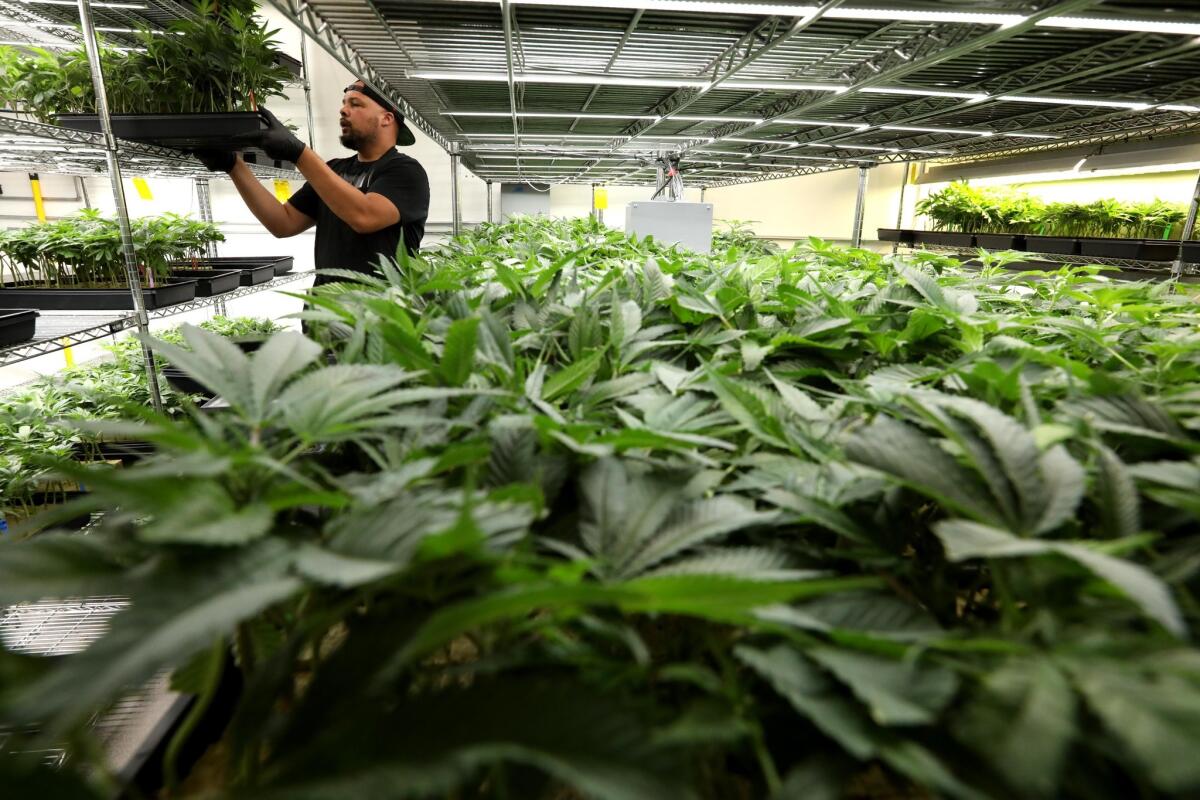 Rob Jenkins works at a cannabis nursery in Oakland, planting and tending to various strains. He was recently laid off with 30 other employees, however, because he said the company was having financial problems.