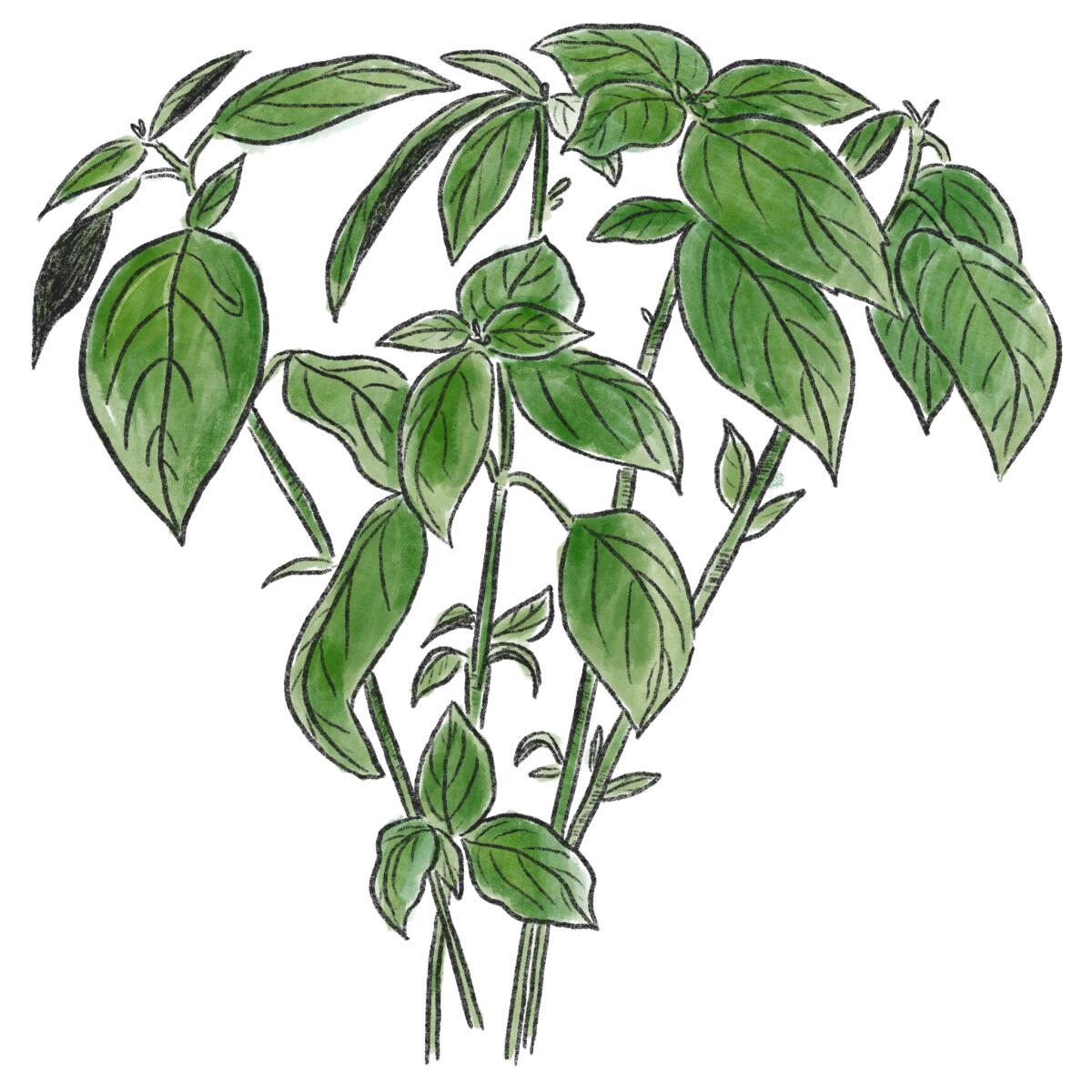 An illustration of a basil plant 