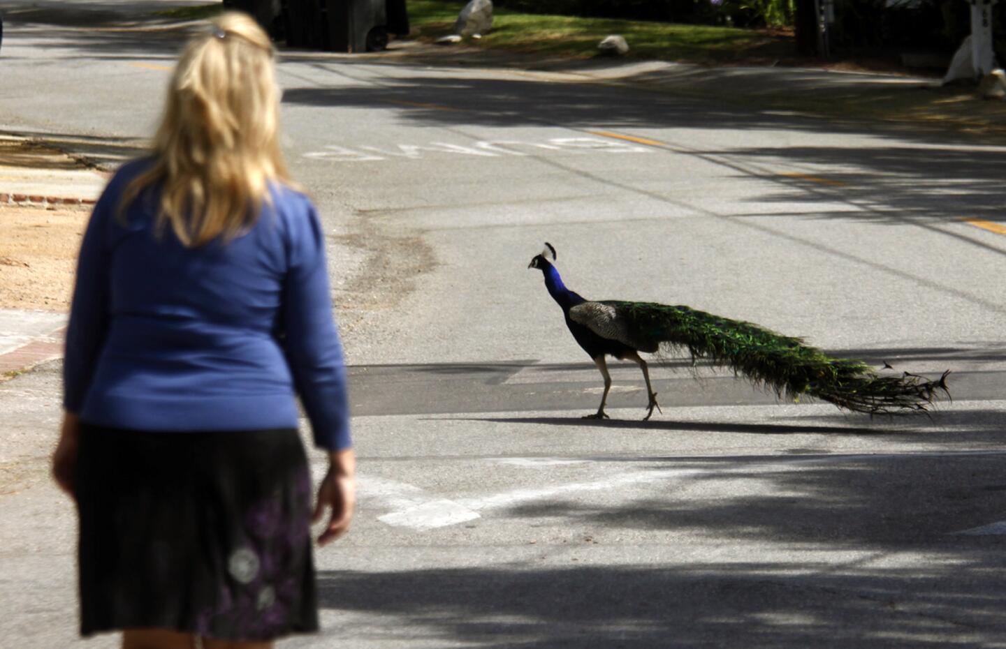 Peacocks in Rolling Hills Estates