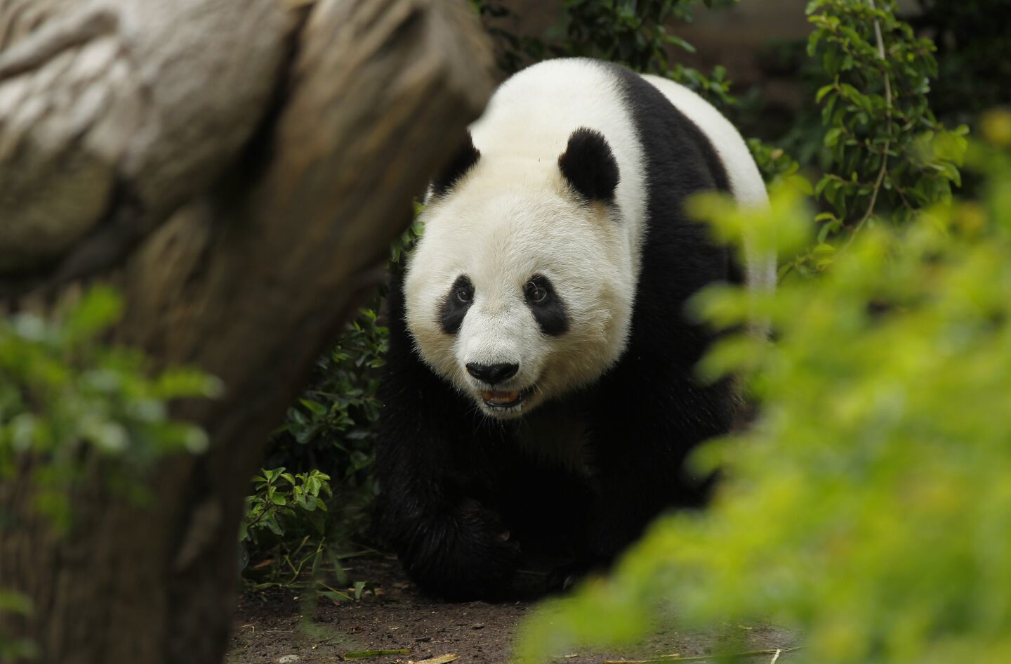 Panda Bai Yun, 27, walks through her enclosure at the San Diego Zoo on April 16, 2019. The last public day to see the pandas is April 29th, before they head back to China.