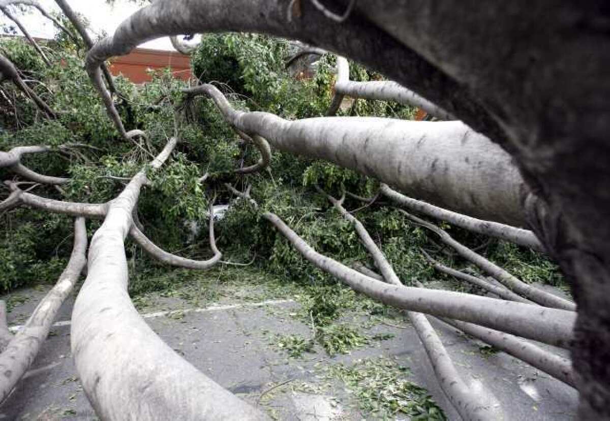 Trees crashed down on Green Street in Pasadena during the windstorm of Nov. 30 and Dec. 1. The storm damaged homes and businesses and knocked out power to hundreds of thousands of people in the San Gabriel Valley.