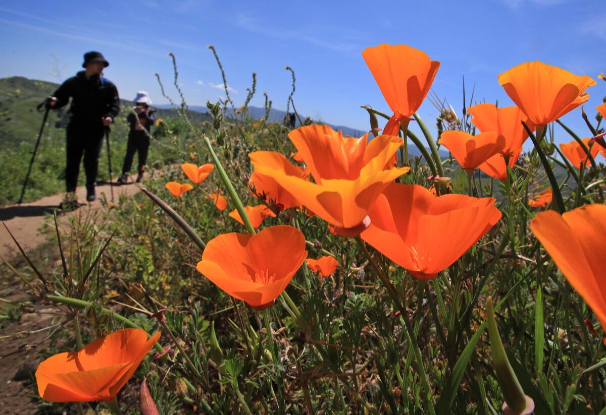 Visitors walk along paths in Chino Hills State Park, where California poppies and other flowers were in bloom this spring.