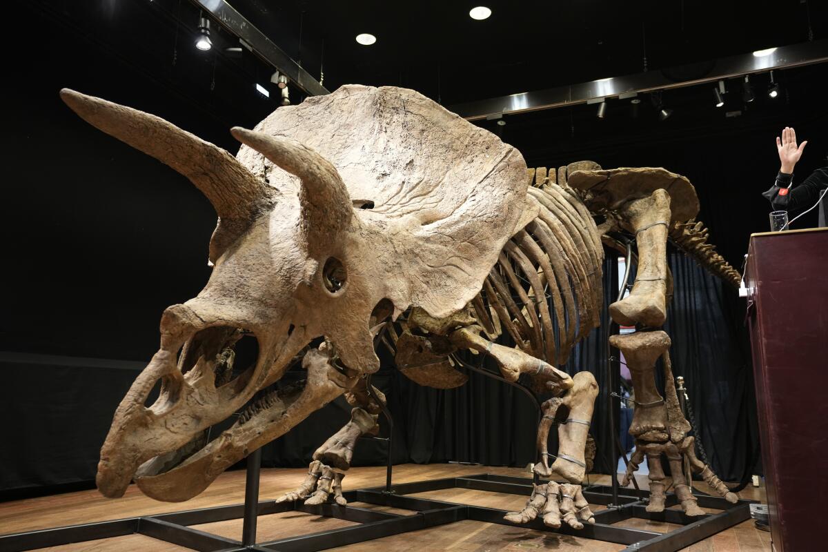 El mayor esqueleto de triceratops en el mundo, conocido como "Big John"