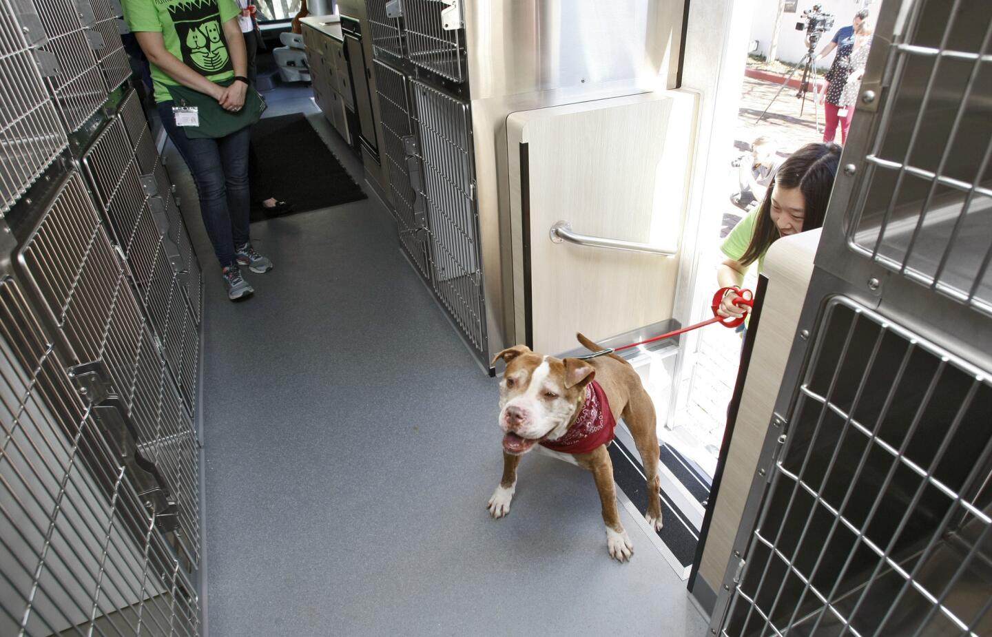 Photo Gallery: Pasadena Humane Society & SPCA unveils brand new Wiggle Waggle Wagon