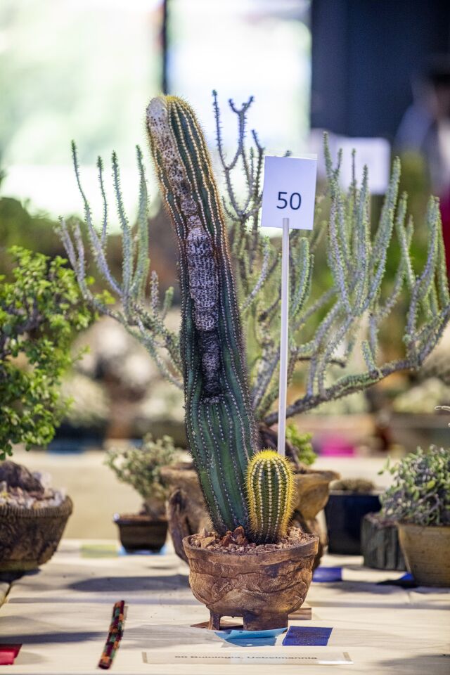 This Coleocephalocereus aureus grown by Gary Duke of Long Beach was the only one in its division, but co-chair Tom Glavich said it's such a beautiful specimen it would have taken top honors anyway. The woolly looking scarring is actually how the plant grows its flowers and seeds, only in that section, said Glavich.