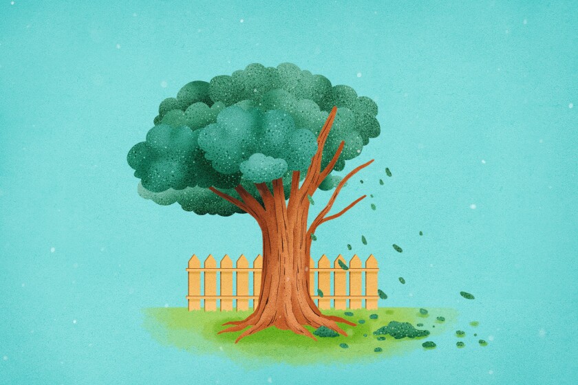 Plants - Dying tree