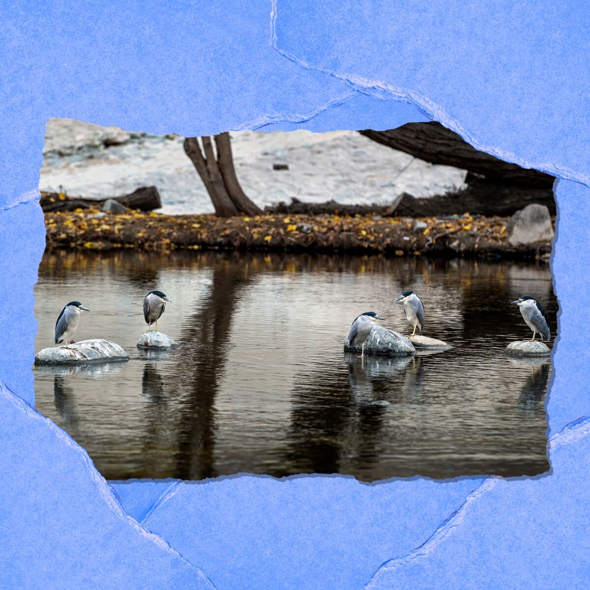 Birds stand on rocks in a shallow waterway.