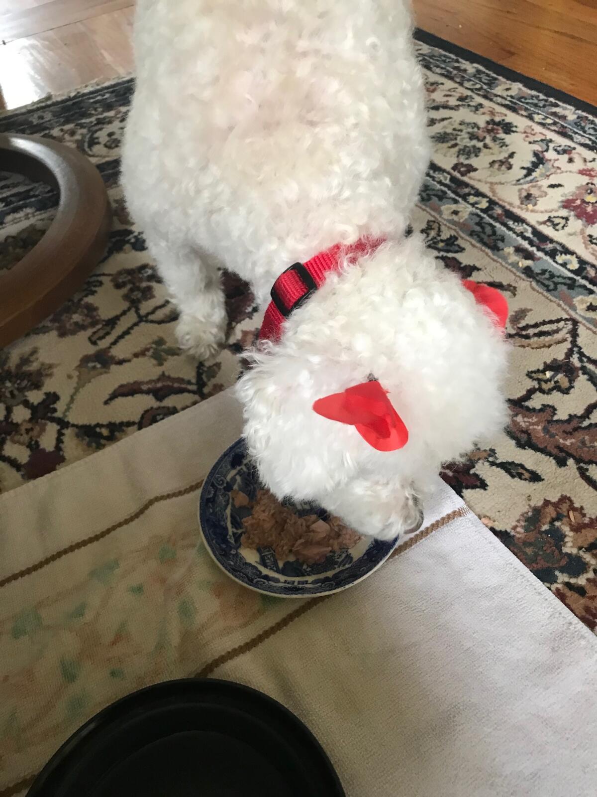 A sight Inga thought she would never see again: her dog eating.