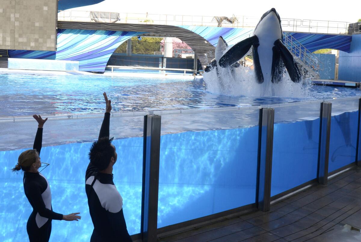 In a March 7, 2011, file photo, Kelly Flaherty Clark, left, director of animal training at SeaWorld Orlando, and trainer Joe Sanchez work with orcas Tilikum, right, and Trua during a training session at the theme park's Shamu Stadium in Orlando, Fla.