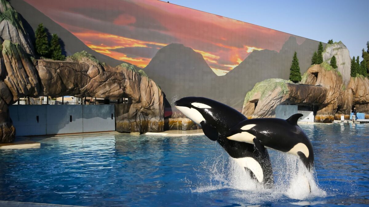 12-year-old "Kalia," and her daughter, two-year-old "Amaya," during rehearsals for the upcoming Orca Encounter at SeaWorld San Diego, against a backdrop that includes a one-of-a-kind digital screen that's 3-stories high and about 140-feet wide.